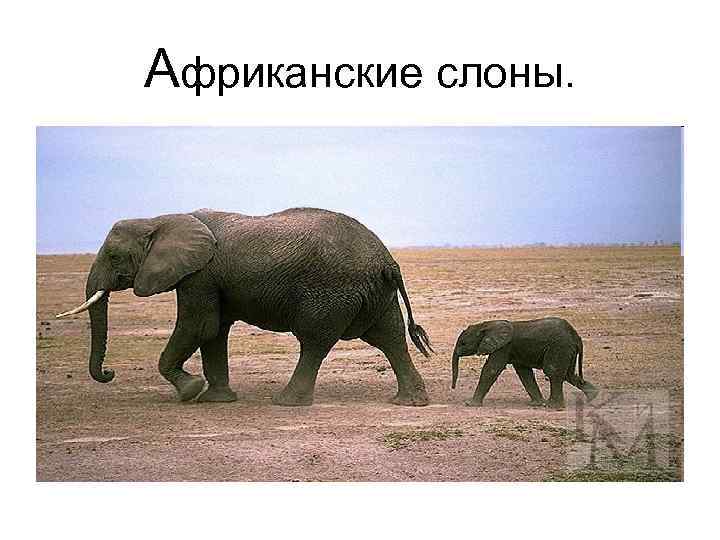 Африканские слоны. 