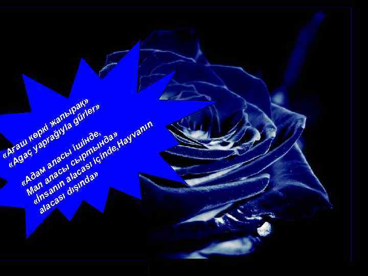 » ақ r » ыр ürle п жа la g кі ıy nın ,