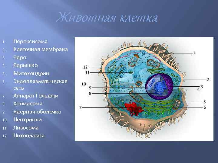 В животной клетке отсутствуют