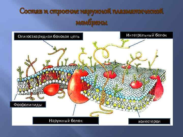 Состав и строение наружной плазматической мембраны Олигосахаридная боковая цепь Интегральный белок Фосфолипиды Наружный белок