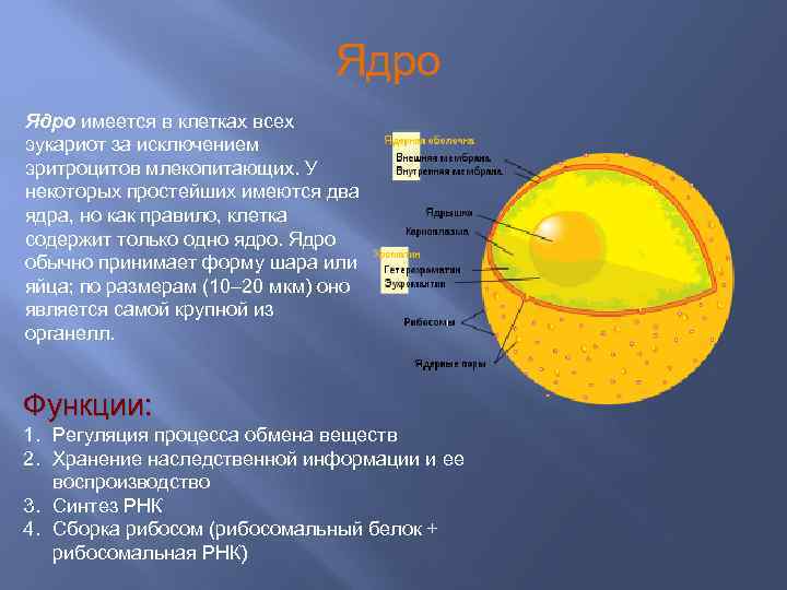 Ядро имеется в клетках всех эукариот за исключением эритроцитов млекопитающих. У некоторых простейших имеются