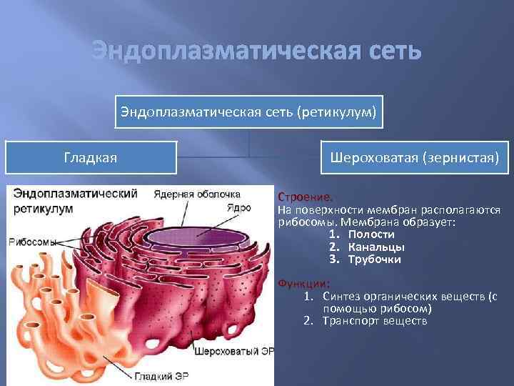 Эндоплазматическая сеть ретикулум функции. Гладкая эндоплазматическая сеть. Агранулярная эндоплазматическая сеть функции. Канал эндоплазматической сети