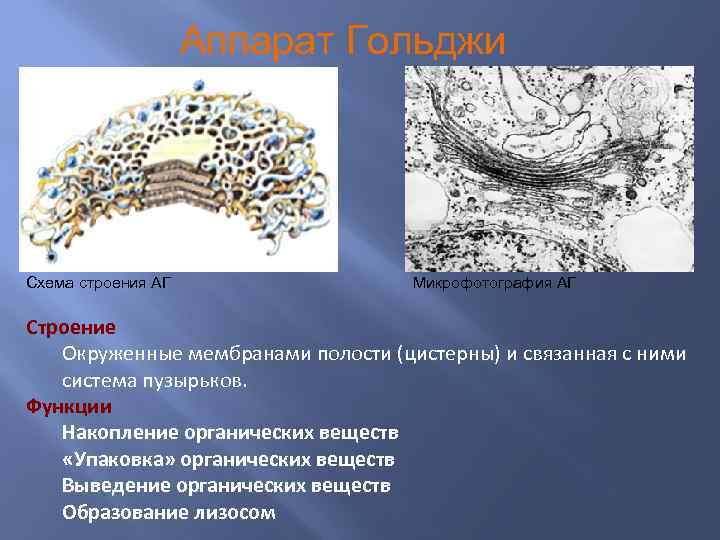 Аппарат Гольджи Схема строения АГ Микрофотография АГ Строение Окруженные мембранами полости (цистерны) и связанная