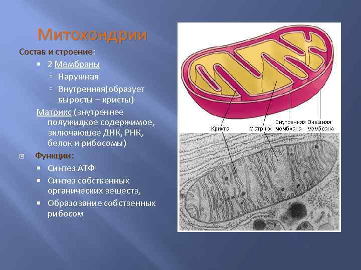 Митохондрии Состав и строение: строение 2 Мембраны Наружная Внутренняя(образует выросты – кристы) Матрикс (внутреннее