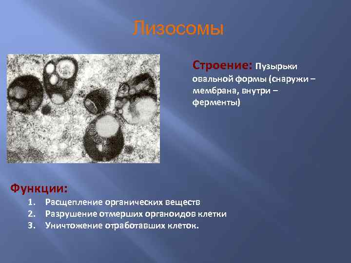 Лизосомы Строение: Пузырьки овальной формы (снаружи – мембрана, внутри – ферменты) Функции: 1. Расщепление