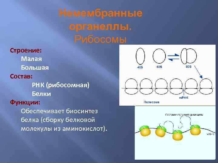 Немембранные органеллы. Рибосомы Строение: Малая Большая Состав: РНК (рибосомная) Белки Функции: Обеспечивает биосинтез белка