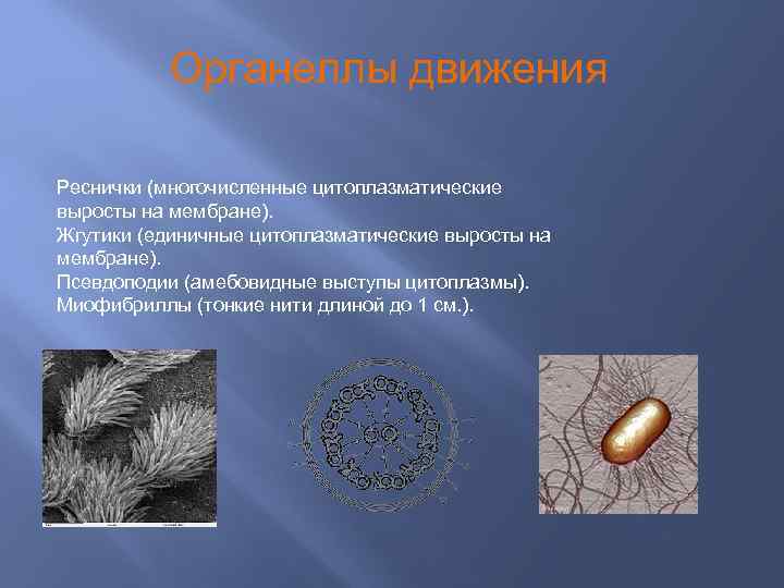 Органеллы движения Реснички (многочисленные цитоплазматические выросты на мембране). Жгутики (единичные цитоплазматические выросты на мембране).