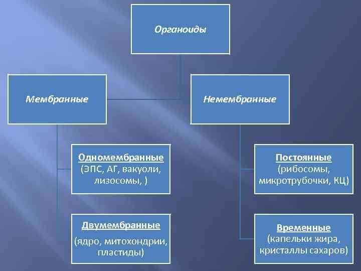 Органоиды Мембранные Немембранные Одномембранные (ЭПС, АГ, вакуоли, лизосомы, ) Постоянные (рибосомы, микротрубочки, КЦ) Двумембранные