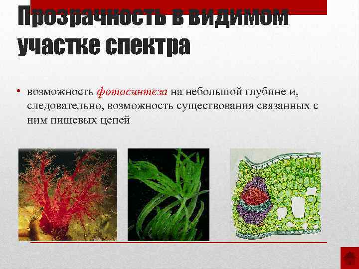 Прозрачность в видимом участке спектра • возможность фотосинтеза на небольшой глубине и, следовательно, возможность