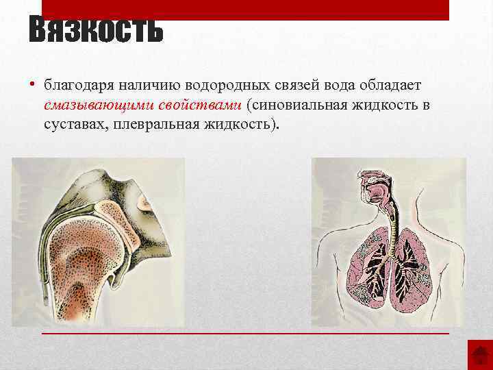 Вязкость • благодаря наличию водородных связей вода обладает смазывающими свойствами (синовиальная жидкость в суставах,