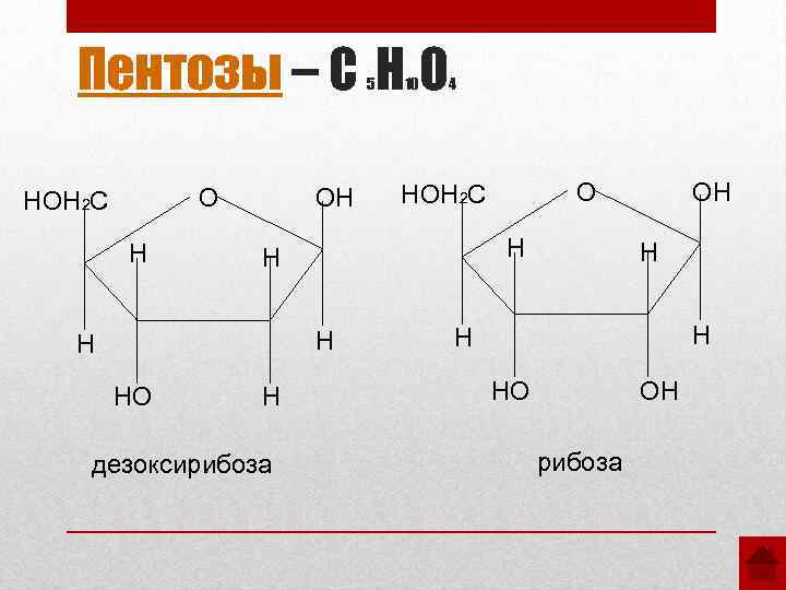 Пентозы – С Н О 5 О НОН 2 С Н ОН 4 Н