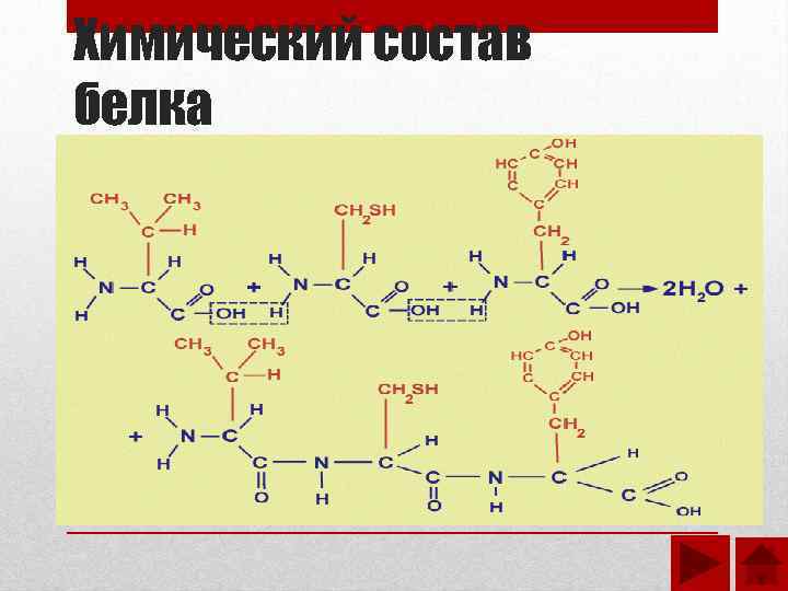 Химический состав белка 