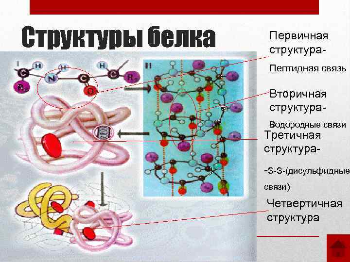 Пептидная структура белка