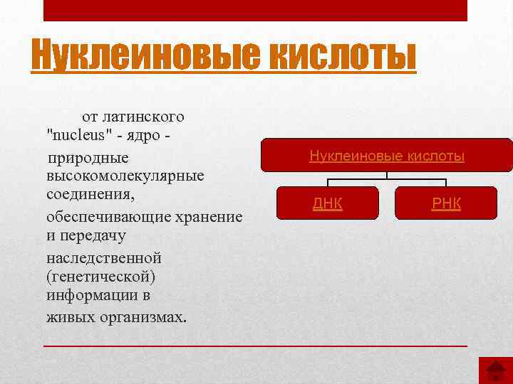 Нуклеиновые кислоты тест. Кислоты на латыни. Кислоты на латинском. Нуклеиновая кислота на латинском. Кислота от латинского.