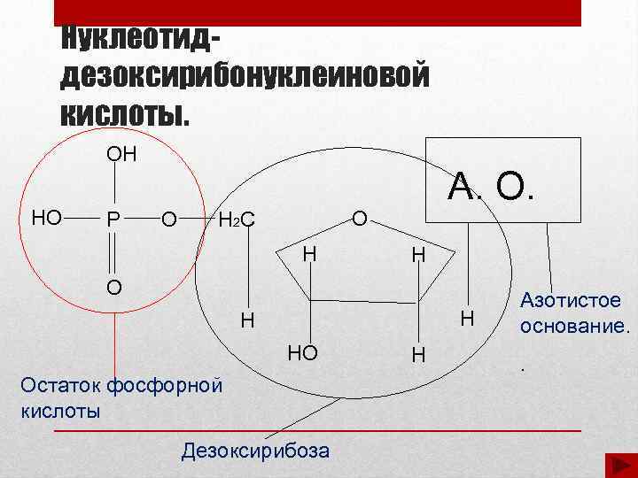 Нуклеотиддезоксирибонуклеиновой кислоты. ОН НО Р О А. О. О Н 2 С Н Н