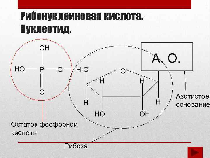 Рибонуклеиновая кислота. Нуклеотид. ОН НО Р А. О. О Н 2 С О Н