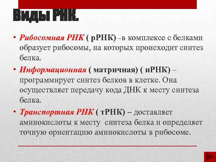 Виды РНК. • Рибосомная РНК ( р. РНК) –в комплексе с белками образует рибосомы,