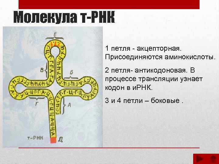 Молекула т-РНК 1 петля - акцепторная. Присоединяются аминокислоты. 2 петля- антикодоновая. В процессе трансляции