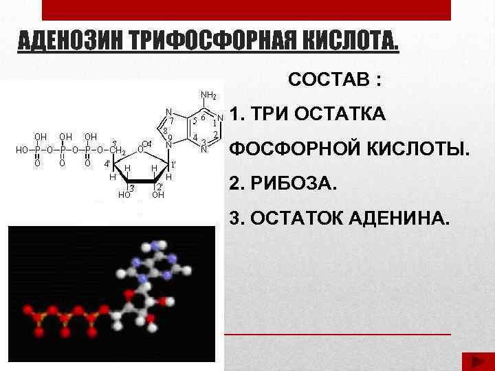 АДЕНОЗИН ТРИФОСФОРНАЯ КИСЛОТА. СОСТАВ : 1. ТРИ ОСТАТКА ФОСФОРНОЙ КИСЛОТЫ. 2. РИБОЗА. 3. ОСТАТОК