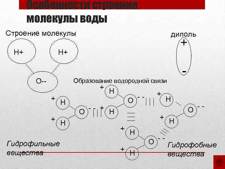 Особенности строения молекулы