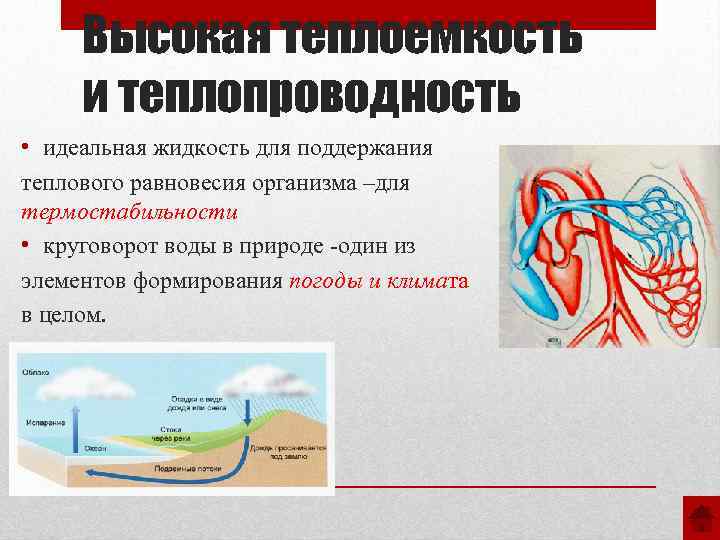 Высокая теплоемкость и теплопроводность • идеальная жидкость для поддержания теплового равновесия организма –для термостабильности