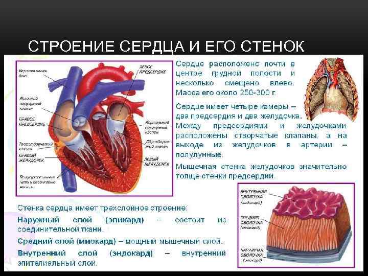 Сердце человека строение фото