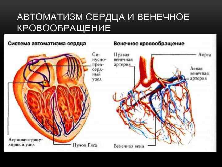 АВТОМАТИЗМ СЕРДЦА И ВЕНЕЧНОЕ КРОВООБРАЩЕНИЕ 