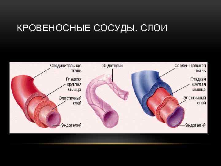 КРОВЕНОСНЫЕ СОСУДЫ. СЛОИ 