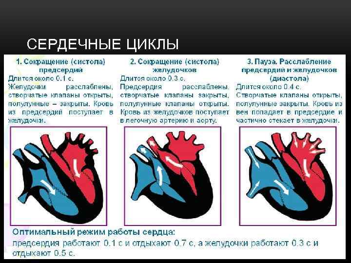 Сердечный цикл сердца