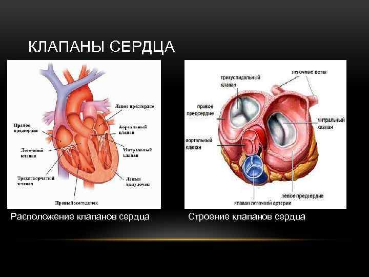 Трехстворчатый клапан сердца