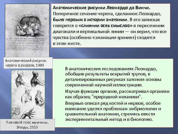 Анатомические рисунки Леонардо да Винчи. Поперечное сечение черепа, сделанное Леонардо, было первым в истории