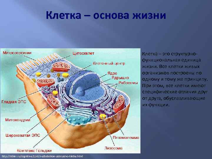 Клетка это. Клетка основа жизни. Клетка основа жизни живых организмов. Клеточная основа.