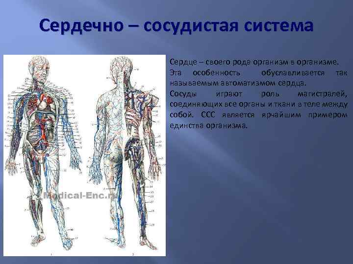 Сердечно – сосудистая система Сердце – своего рода организм в организме. Эта особенность обуславливается