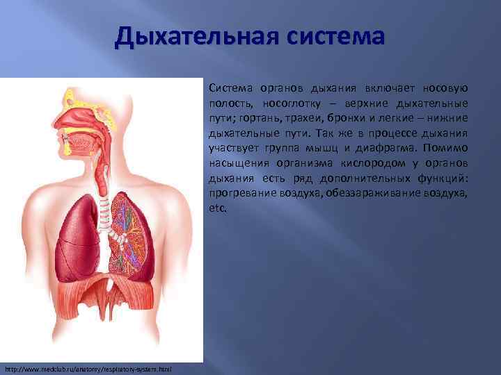 Дыхательная система Система органов дыхания включает носовую полость, носоглотку – верхние дыхательные пути; гортань,