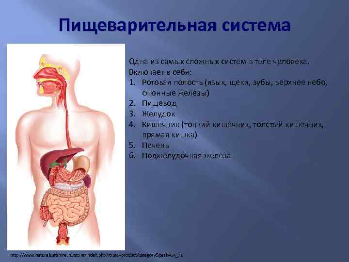 Пищеварительная система Одна из самых сложных систем в теле человека. Включает в себя: 1.