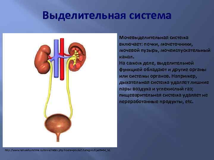 Функции мочеиспускательного канала