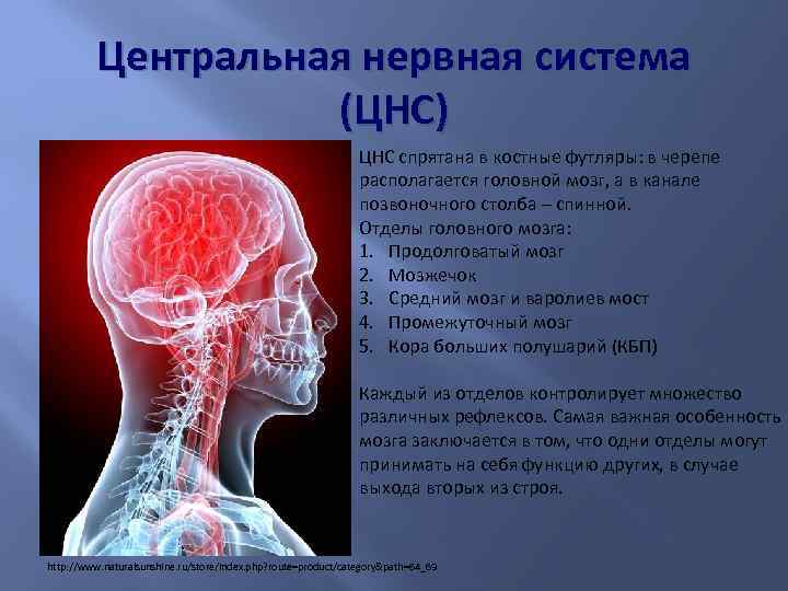 Анатомия и физиология нервной системы