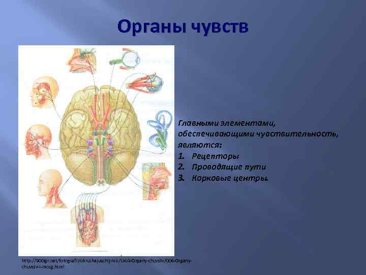 Органы чувств Главными элементами, обеспечивающими чувствительность, являются: 1. Рецепторы 2. Проводящие пути 3. Корковые