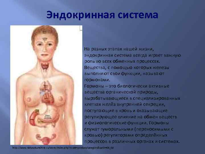 Эндокринная система На разных этапах нашей жизни, эндокринная система всегда играет важную роль во