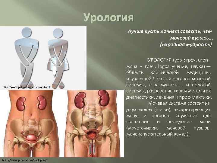 Урология Лучше пусть лопнет совесть, чем мочевой пузырь. . . (народная мудрость) http: //www.