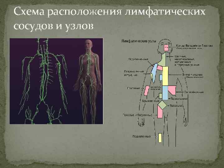 Периферические лимфоузлы. Схема лимфатических сосудов. Лимфатический узел схема. Периферические лимфатические узлы. Схема лимфатического капилляра.