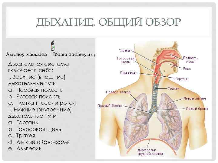 ДЫХАНИЕ. ОБЩИЙ ОБЗОР Дыхательная система включает в себя: I. Верхние (внешние) дыхательные пути a.