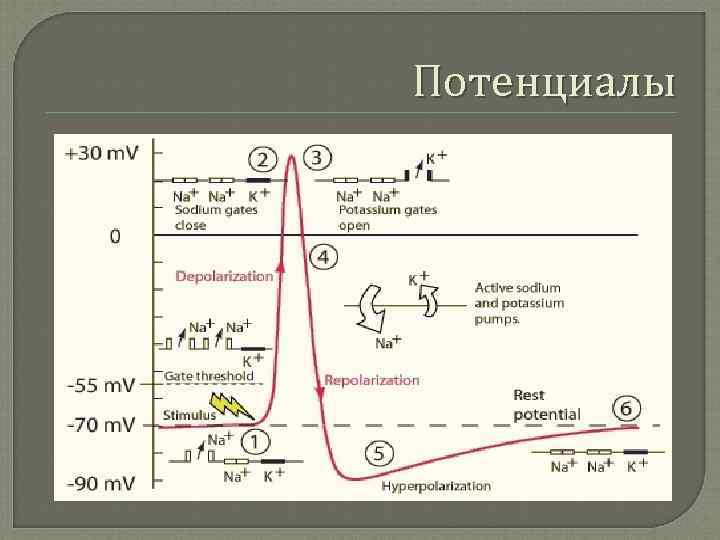 Потенциалы 