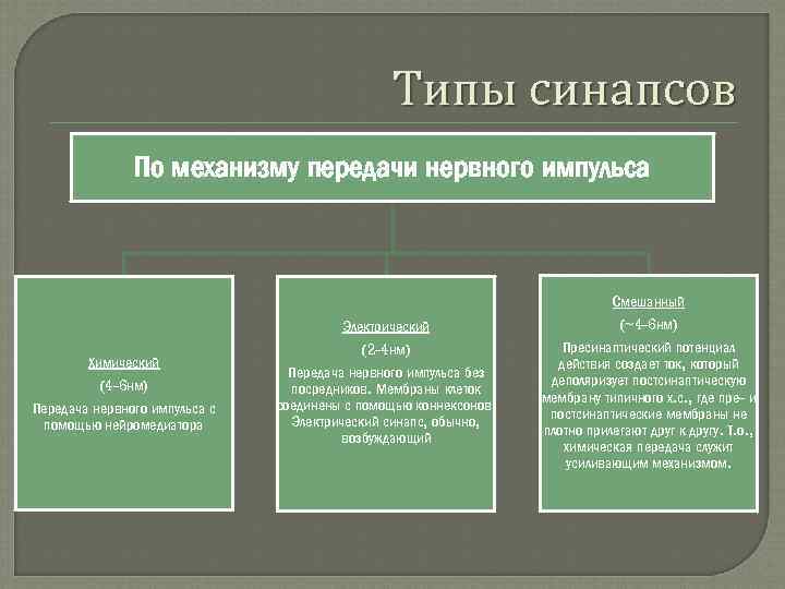 Типы синапсов По механизму передачи нервного импульса Электрический Химический (4 -6 нм) Передача нервного