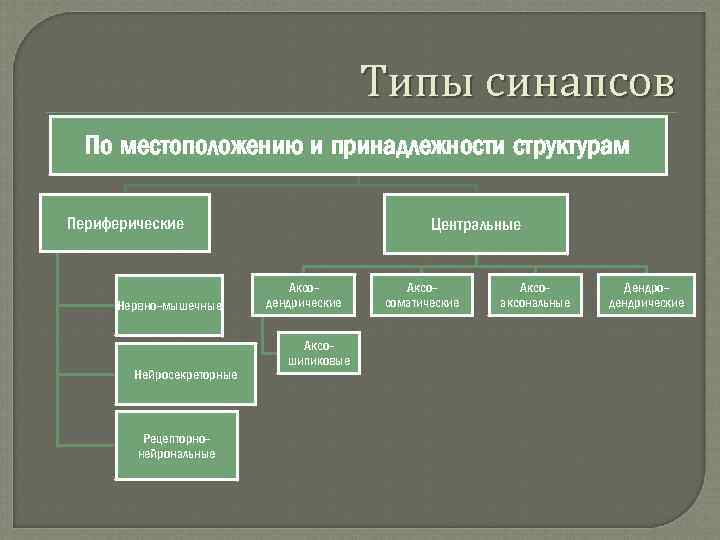 Типы синапсов По местоположению и принадлежности структурам Периферические Нервно-мышечные Нейросекреторные Рецепторнонейрональные Центральные Аксодендрические Аксошипиковые