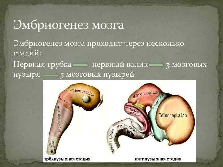 Эмбриогенез мозга проходит через несколько стадий: Нервная трубка нервный валик 3 мозговых пузыря 5