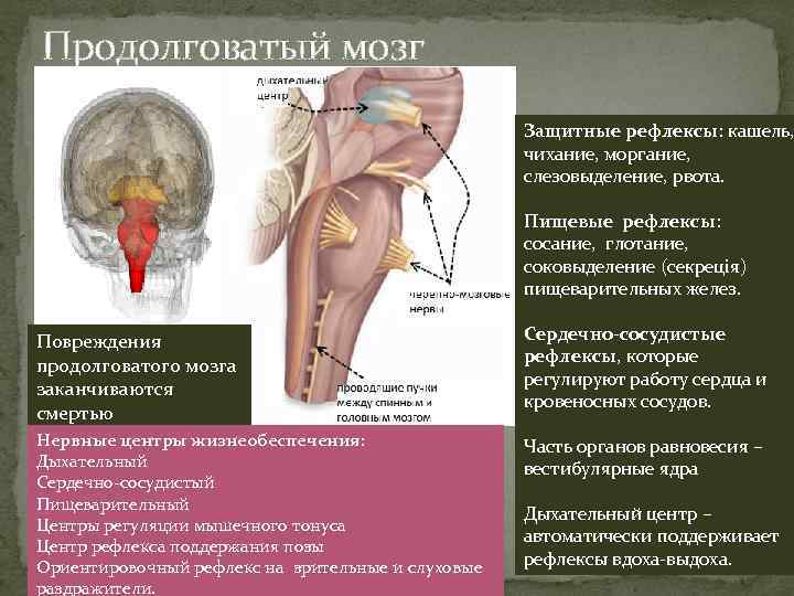 Продолговатый мозг Защитные рефлексы: кашель, чихание, моргание, слезовыделение, рвота. Пищевые рефлексы: сосание, глотание, соковыделение