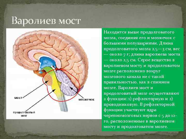 Варолиев мост Находится выше продолговатого мозга, соединяя его и мозжечок с большими полушариями. Длина