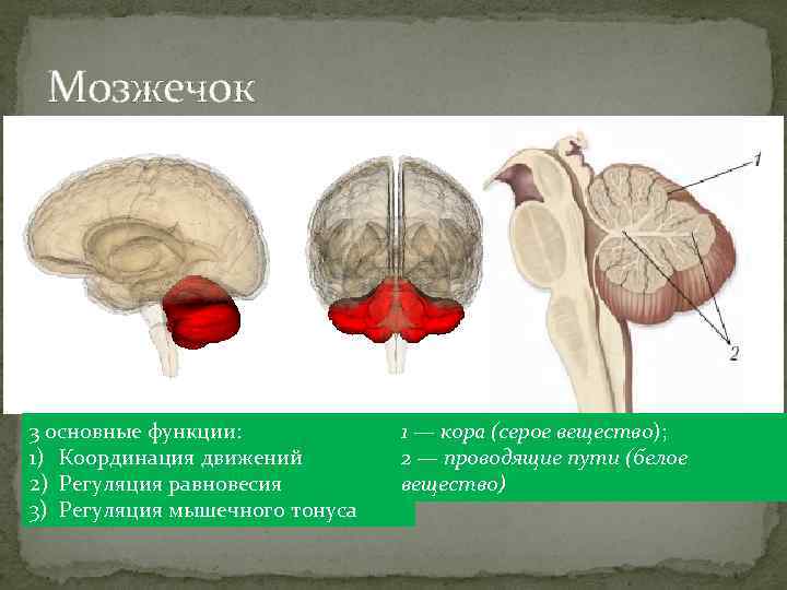 Мозжечок 3 основные функции: 1) Координация движений 2) Регуляция равновесия 3) Регуляция мышечного тонуса