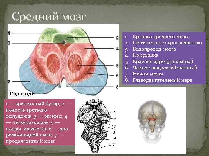 Средний мозг 1. 2. 3. 4. 5. 6. 7. 8. Вид сзади 1 —